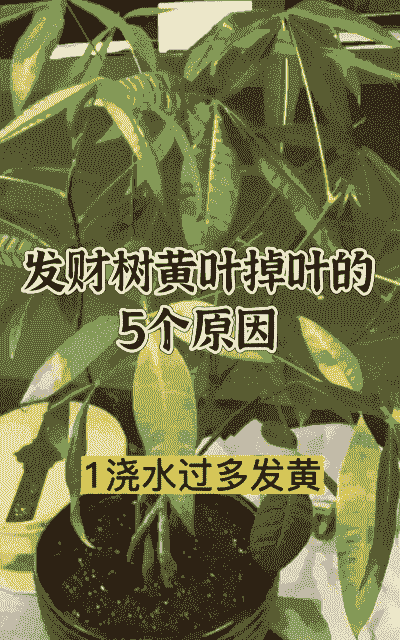 发财树叶子发黄怎么办