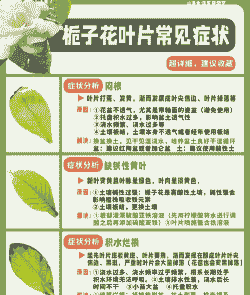 栀子花叶子发黄是什么原因