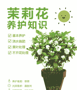 茉莉的养殖方法和注意事项