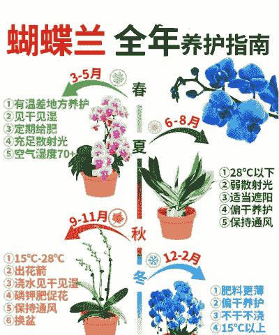蝴蝶兰的养殖方法