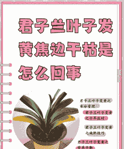 君子兰叶子发黄怎么办