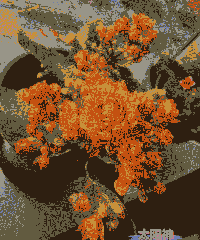 长寿花喜欢阳光吗