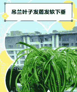 吊兰叶子发软下垂无力怎么办