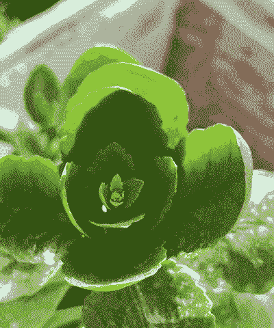 九月扦插长寿花年底能开花吗