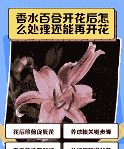 香水百合开花后怎么处理还能再开花