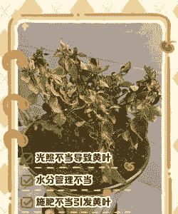 枝枝花几天浇一次水,但叶有的发黄了,是什么会事