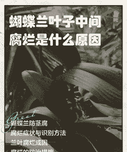 蝴蝶兰叶子腐烂是什么原因
