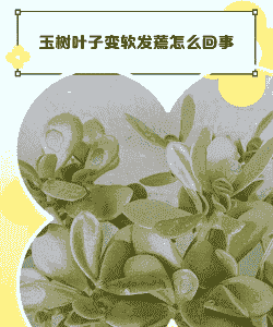 玉树叶子变薄和发软是怎么情况