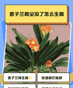 君子兰根全没了怎么生根