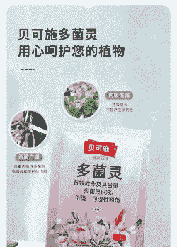 月季黑斑病用什么药最有效