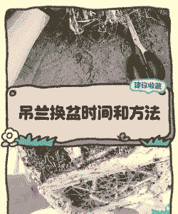 吊兰换盆时间和方法