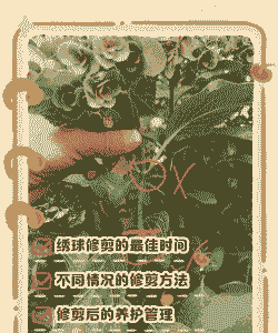 秀球秋天怎么修枝