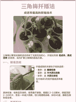 三角梅怎么扦插成活率高