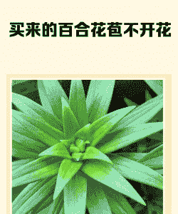 从花店买来的百合花苞不开花