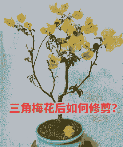 三角梅最迟几月份不能修剪