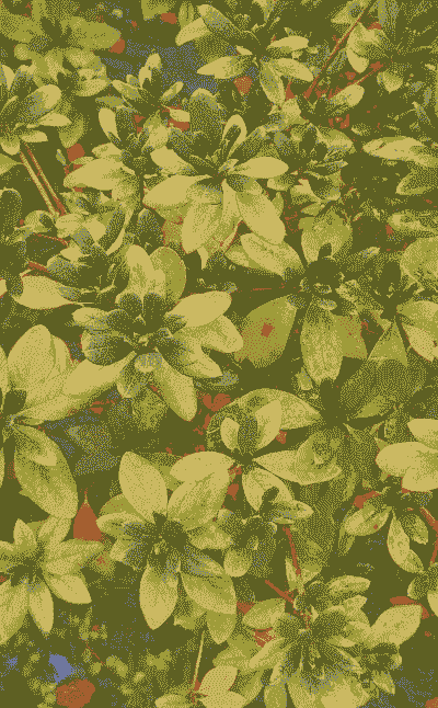 杜鹃花叶子掉光了还能救活吗