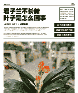 君子兰不长新叶子是怎么回事