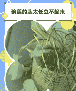 碗莲的茎太长立不起来