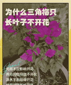 为什么三角梅只长叶子不开花