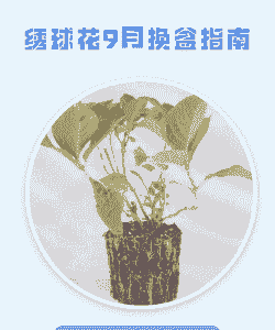 九月份绣球花换盆可以吗