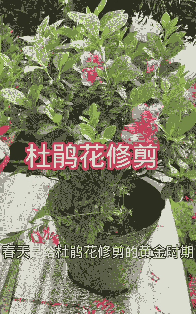 杜鹃花9月份可以修剪吗