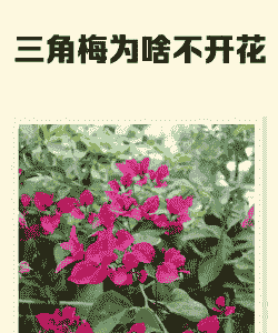 三角梅9月份为什么还不开花