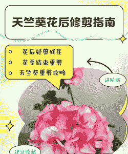 天竹葵花怎么修剪