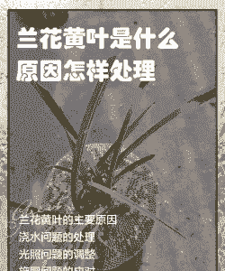 兰花叶子发黄是什么原因