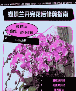 胡蝶兰开完花后怎样剪?