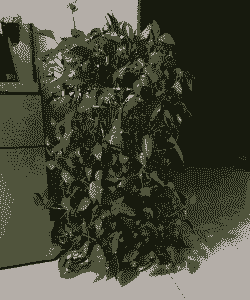 一夜的淘米水能浇绿萝吗