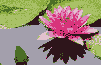 睡莲冬天会不会被冻死