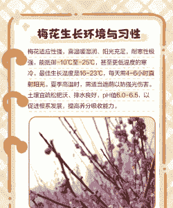 梅花的生长特性