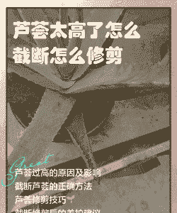 芦荟根剪掉几天后可以重新栽