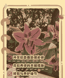 百合花开完花后植株如何处理
