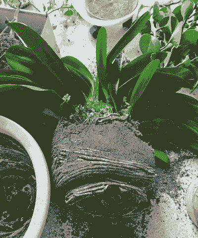 君子兰一年换几次土好