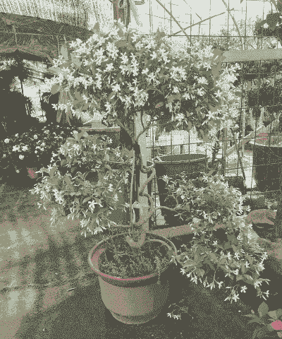 风车茉莉耐寒吗