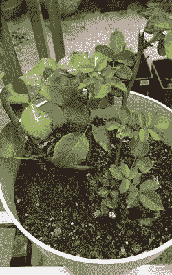 月季水涝叶子症状