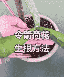 令箭荷花扦插生根最快方法