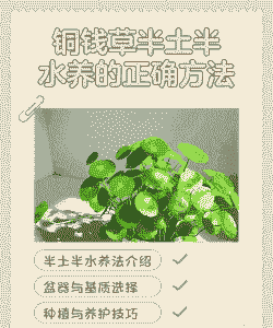 铜钱草土培怎么养爆盆