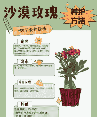 沙漠玫瑰的养殖方法和注意事项盆栽