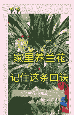 兰花怎样养殖才旺盛