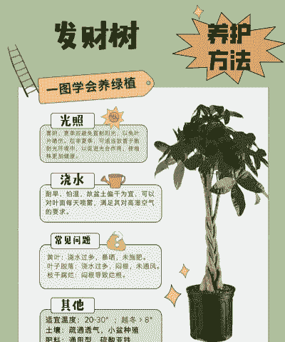 发财树浇水的正确方法