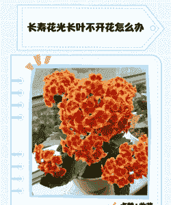 长寿花光长叶不开花怎么办
