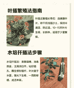 长寿花什么时候掐尖打顶
