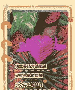 铁兰的养殖方法和注意事项