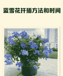 蓝雪花可以扦插吗