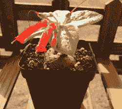 月宴的家庭养殖方法和注意事项