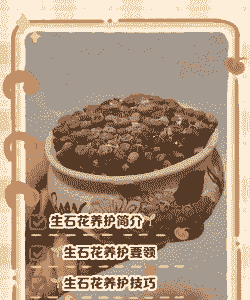 生石花的养殖方法和注意事项