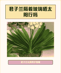 君子兰隔着玻璃晒太阳行吗