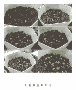 含羞草闭合后多久打开